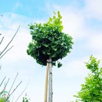 Ginkgo biloba ´TROLL´ - výška 230-250 cm, obvod kmeňa 8/10 cm, kont. C35L - SAMEC